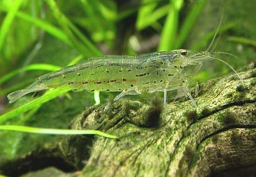 Amano reje (Caridina japonica)
